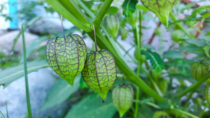unripe ciplukan fruit (Physalis angulata)