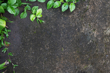 Green Leaves on Stone Surface Natural Background