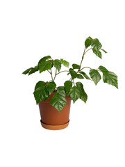 Young maple tree growing indoors brings nature inside