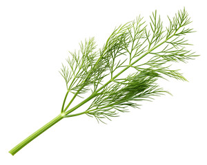 Fototapeta premium dill isolated on transparent white background full depth of field clipping path