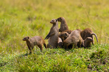 Banded mongoose (Mungos mungo), a group of animals observes the surroundings from a termite mound before setting out to hunt.