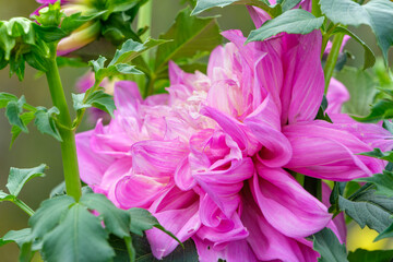 庭園に咲く大輪のピンク色のダリアの花のクローズアップ