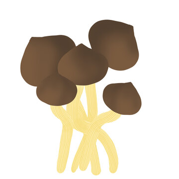 Illustration of brown mushroom
