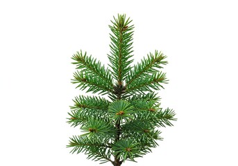 A fresh pine branch, adorned with vibrant green needles, stands prominently against a pure, clean white background, highlighting its natural beauty and texture ,organic ,minimalist ,festive