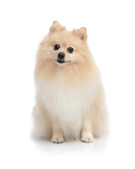 Obraz premium Cute fluffy confused pomeranian dog sitting with head tilted