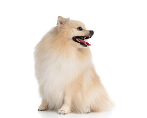 Happy fluffy pomeranian dog sitting and looking to the side