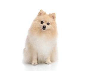 Obraz premium Cute fluffy pomeranian dog sitting and staring