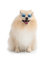 Obraz premium Happy fluffy pomeranian dog with sunglasses sitting