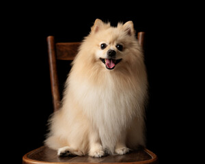 Obraz premium Happy pomeranian dog sitting on chair and smiling