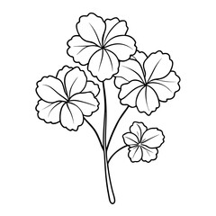 geranium rotundifolium line art on white background