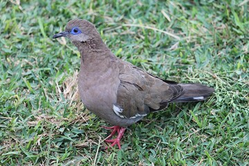 Curious West Peruvian dove or Pacific dove (Zenaida meloda) looks directly into camera lens with its distinctive violet-blue rings around the eyes.