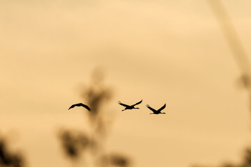 birds in sunset