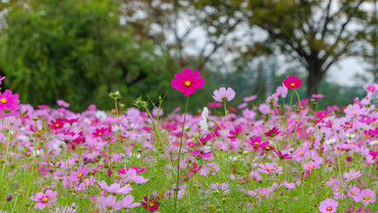秋の公園に咲き誇るピンクと白のコスモス畑の風景