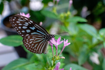 ピンク色の小さな花（ペンタス）の蜜を吸うアサギマダラ蝶のクローズアップ