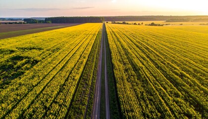 Symmetrical view of field of yellow flowers, dirt road to horizon, forest. Sunset light, aerial view