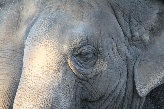 elefante close