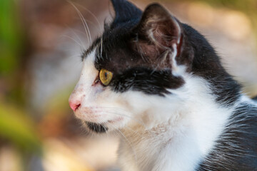 A close-up portrait of a cat with soft fur, expressive eyes, and natural light highlighting its delicate whiskers and gentle expression