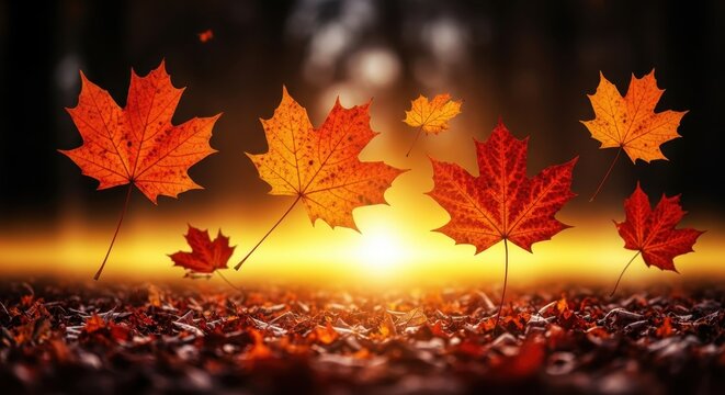 Backlit falling autumn maple leaves hovering above the leaf litter at sunset.