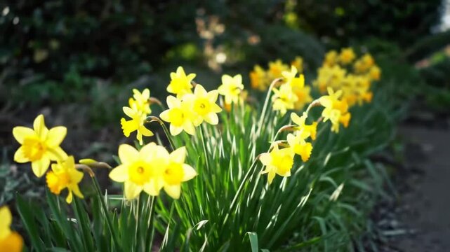 Row Of Yellow Daffodil Flowers In A Garden With Soft Morning Sunlight And Blurred Greenery Background