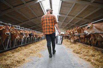 Farmer carrying bucket walking along cows in stable