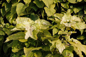 colorful tree leaves close up