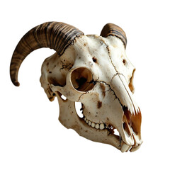 Detailed view of a ram s skull with curved horns on a black background