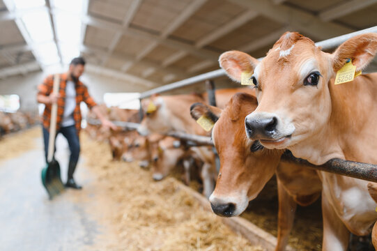 Farmer working in cowshed feeding calves with hay