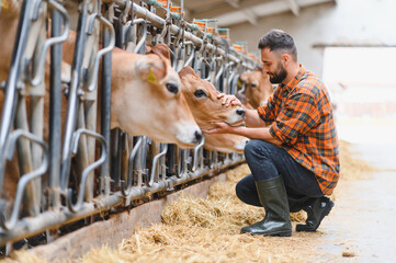 Farmer caressing cow in cowshed, modern animal husbandry