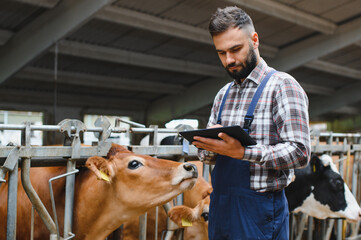 Farmer using tablet and managing dairy cattle in modern barn © Serhii