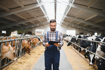 Farmer walking and using digital tablet in cowshed