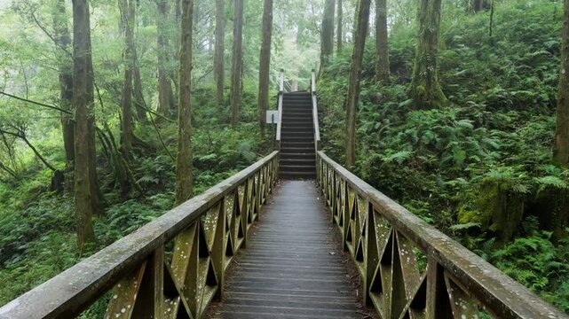 Misty forest path with wooden steps