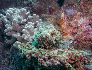 Scorpionfish on the coral on Ningaloo Coral Reef, Western Australia, Australia