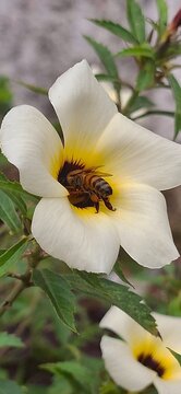 Abelha na flor