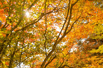 Autumn maple leaves glowing in sunlight（木漏れ日に輝くモミジの紅葉） 