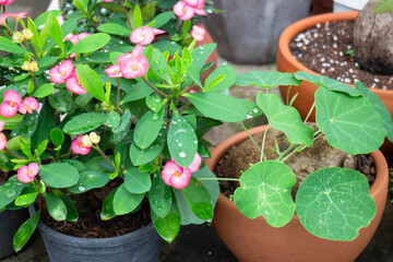 Variety plant decorate in landscaped garden,thailand