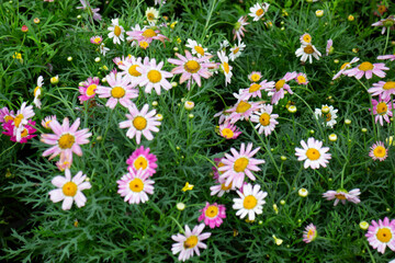 Variety plant decorate in landscaped garden,thailand