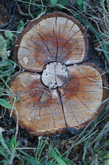 Wooden stump on the grass in the forest. Close-up.