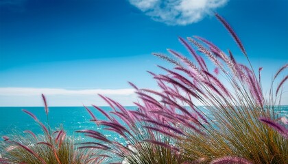 Decorative Purple Fountain Grass On The Sea Background Pennisetum Setaceum Rubrum