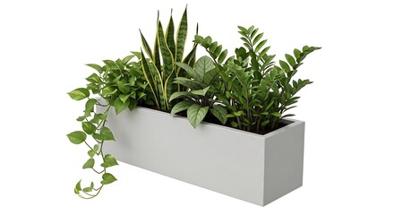Modern Planter Box with Diverse Indoor Plants with White Background.
