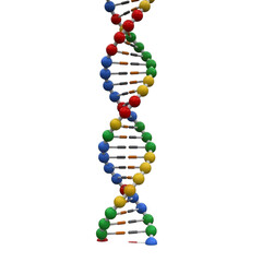 Colorful D N A double helix model isolated on a transparent background