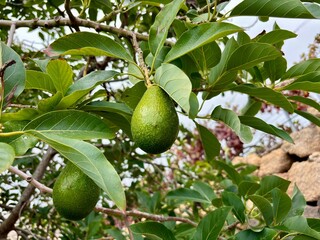 Green avocado fruits on a avocado tree in the garden of  Güímar, Tenerife, Canary Islands, Spain