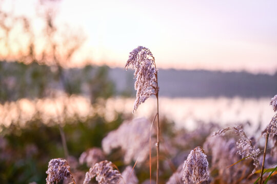 Soft Dawn Glow: Focused Reed Plume Against the Blurry Pink and Blue Biesbosch Horizon