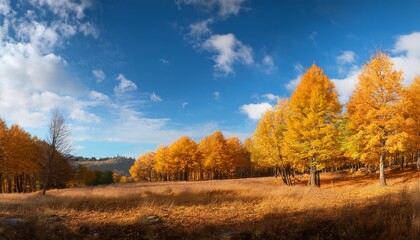 Autumn Landscape Yellow Trees And Blue Sky On A Sunny Autumn Day