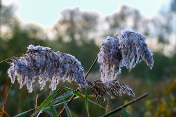 Frosted Reed Plumes: Close-Up of Icy Wetlands Grass on a Cold Biesbosch Morning