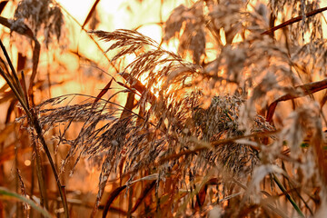 Reeds in Golden Light: Silhouette of Reed Plumes Against the Biesbosch Morning Sun