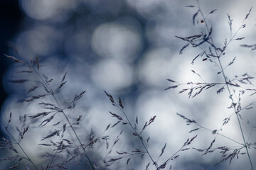 Wild grass airy background, closeup of delicate meadow grass at sunlight, autumn aesthetic natural pattern with hairgrass thin stems soft focus shallow depth of field, beautiful minimal nature texture