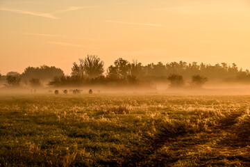 Ethereal Biesbosch Meadow: Sunrise Over a Foggy Field with Distant Tree Silhouettes