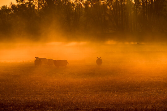 Burning Dawn in Biesbosch: Silhouette of Sheep in Thick, Fiery Golden Morning Fog