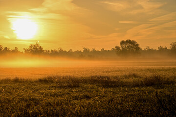 Golden Sunrise Through Thick Morning Mist Over a Field, with Trees Silhouetted on the Horizon and a Warm, Ethereal Glow