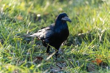 A close-up shot of a rook standing in a patch of green grass on a sunny day. The bird is looking to the right, with sunlight highlighting its dark feathers.